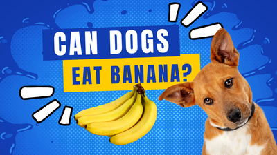 Can Dogs Eat Banana?