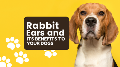 Rabbit Ear Benefits for Dogs