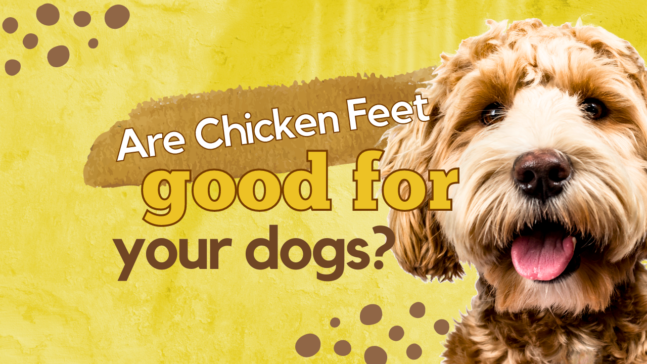 Why Chicken Dog Treats are the best for your fur buddy