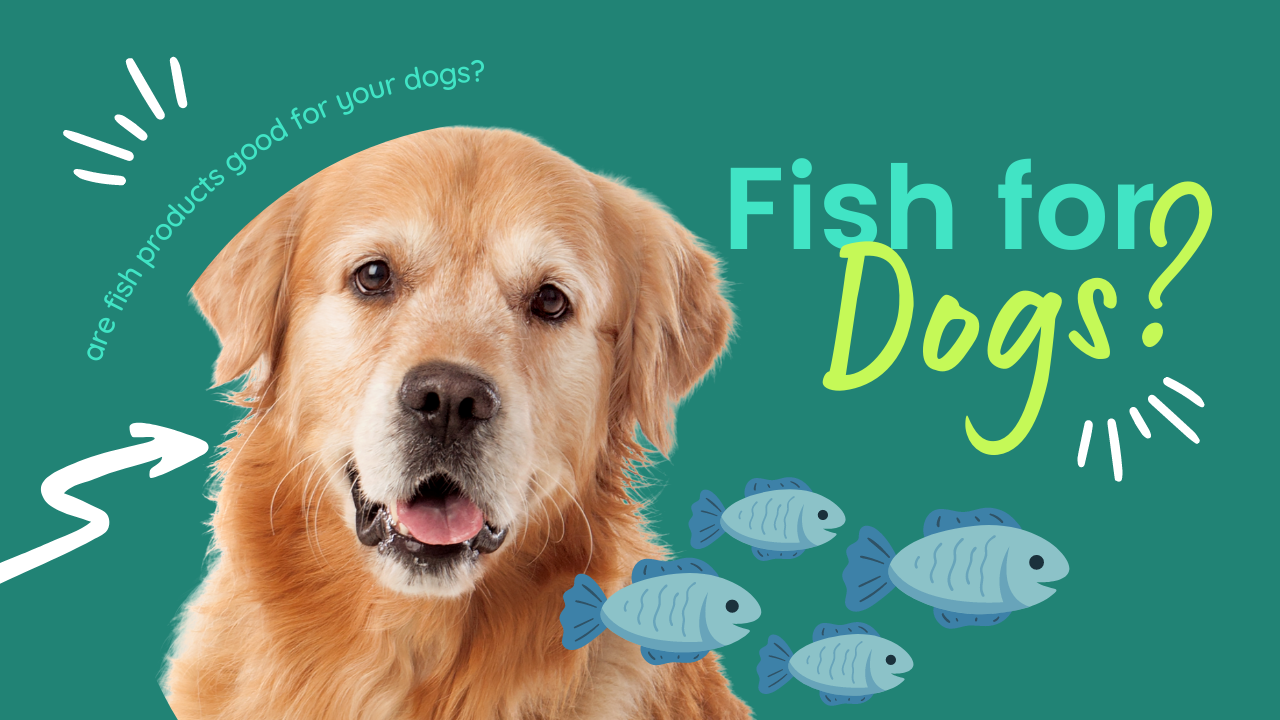 Fish for Dogs: Yay or Nay?