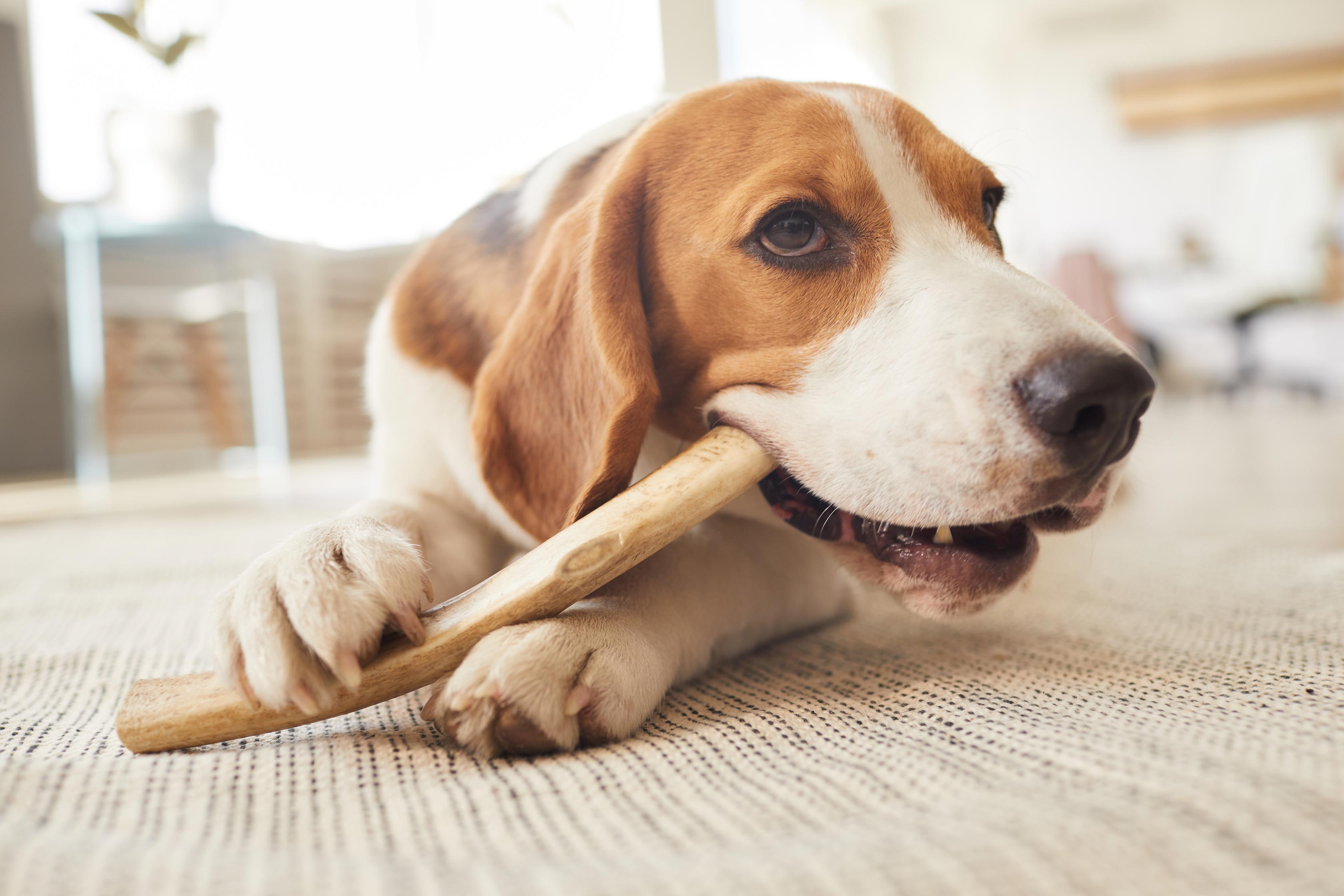 Organic Dog Treats: How Important Are They?